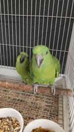 Tamme baby Geelnekamazones, Geslacht onbekend, Papegaai, Geringd