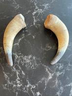 Set koeienhoorns, Ophalen of Verzenden, Gebruikt