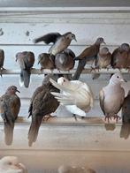 Kleine parelhals tortels, Meerdere dieren, Overige soorten