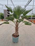 Palm, Trachycarpus WAGNERIANUS, winterhard, Tuin en Terras, Planten | Tuinplanten, Ophalen, Bloeit niet, Overige soorten, Volle zon