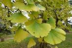 restpartij 17 Ginkgo biloba levensboom 100 euro, Tuin en Terras, Planten | Bomen, Minder dan 100 cm, Zomer, Volle zon, In pot