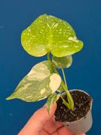 Monstera Thai Constellation p6 (2), Ophalen of Verzenden, Halfschaduw, Minder dan 100 cm