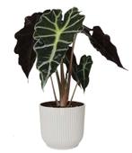 Alocasia Polly in ELHO Vibes Fold sierpot (zijdewit), Huis en Inrichting, Kamerplanten, Minder dan 100 cm, Halfschaduw, Verzenden