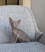 Oosters korthaar kittens, Meerdere dieren, Gechipt, 0 tot 2 jaar