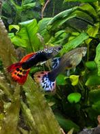 Prachtige guppy's te koop felle kleuren | Gezond, Vis, Zoetwatervis