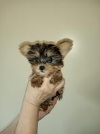 Yorkchire terrier pups, Dieren en Toebehoren, Honden | Jack Russells en Terriërs, Yorkshire Terriër, Reu, Meerdere, Nederland