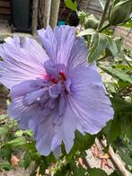 Hibiscus stekken violetblauw | Blue Chiffon | Altheastruik, Ophalen, Zomer, Overige soorten, Volle zon