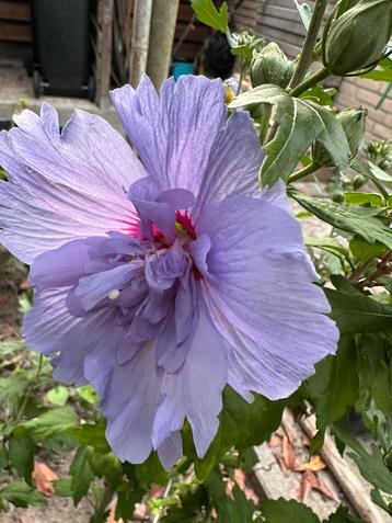Hibiscus stekken violetblauw | Blue Chiffon | Altheastruik beschikbaar voor biedingen