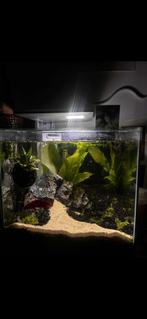 Aquarium met alle spullen, Dieren en Toebehoren, Vissen | Aquaria en Toebehoren, Ophalen, Zo goed als nieuw