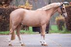 GEZOCHT: BRAAF GEREDEN B Ponies, Dieren en Toebehoren, Pony's, B, 7 tot 10 jaar