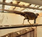 Goudfazant hennen 2022 - lees beschrijving -, Dieren en Toebehoren, Vrouwelijk, Tropenvogel
