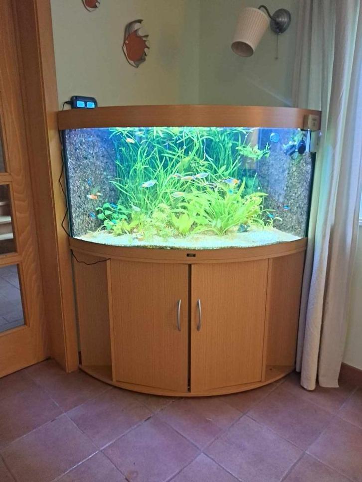 Juwel Trigon 350, Dieren en Toebehoren, Vissen | Aquaria en Toebehoren, Gebruikt, Gevuld zoetwateraquarium, Ophalen