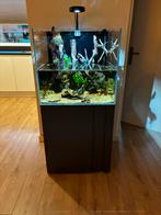 Volglas Aquarium compleet 60x50x55 LxBxH, Dieren en Toebehoren, Vissen | Aquaria en Toebehoren, Ophalen, Zo goed als nieuw, Gevuld zoetwateraquarium