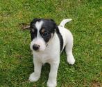 PARSON RUSSELL TERRIËR PUPS MET STAMBOOM, Dieren en Toebehoren, Overige rassen, 8 tot 15 weken, CDV (hondenziekte), Meerdere