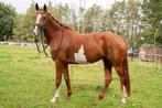 Knappe en lieve 3 1/2 jarige merrie van MBH Santiano, Dieren en Toebehoren, Paarden, Merrie, Gechipt, Dressuurpaard, Zadelmak