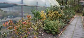 Heesters, o.a. vlinderstruik, skimmia beschikbaar voor biedingen