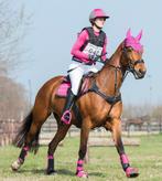 QHP Sedna 5 punts borsttuig Cob zwart, Dieren en Toebehoren, Paarden en Pony's | Hoofdstellen en Tuigage, Ophalen of Verzenden