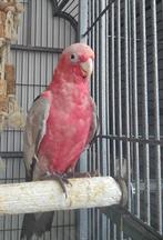 super tamme rose kaketoe, Dieren en Toebehoren, Geslacht onbekend, Papegaai, Geringd