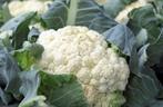 Bio zaden Bloemkool - Brassica oleracea, Verzenden, Voorjaar, Volle zon, Zaad