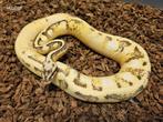 Enchi Pastel Calico het Desert Ghost Vrouw, Slang, 0 tot 2 jaar