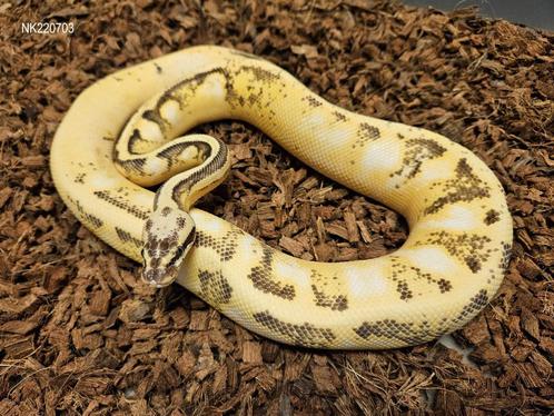 Enchi Pastel Calico het Desert Ghost Vrouw, Dieren en Toebehoren, Reptielen en Amfibieën, Slang, 0 tot 2 jaar