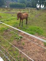 Ijslander veulen, Dieren en Toebehoren, Paarden, Hengst, Recreatiepaard, 0 tot 2 jaar