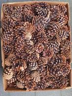 Partij / doos kleine dennenappels 425, Ophalen of Verzenden, Nieuw