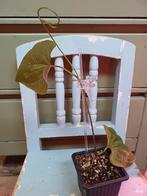 Dioscorea Discolor Plantje, Overige soorten, In pot, Minder dan 100 cm, Groene kamerplant