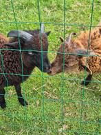 Ouessant rammetjes, Dieren en Toebehoren, Schapen, Geiten en Varkens, Mannelijk, Schaap, 0 tot 2 jaar