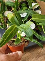 Anthurium warocqueanum Queen Anthurium, Ophalen of Verzenden