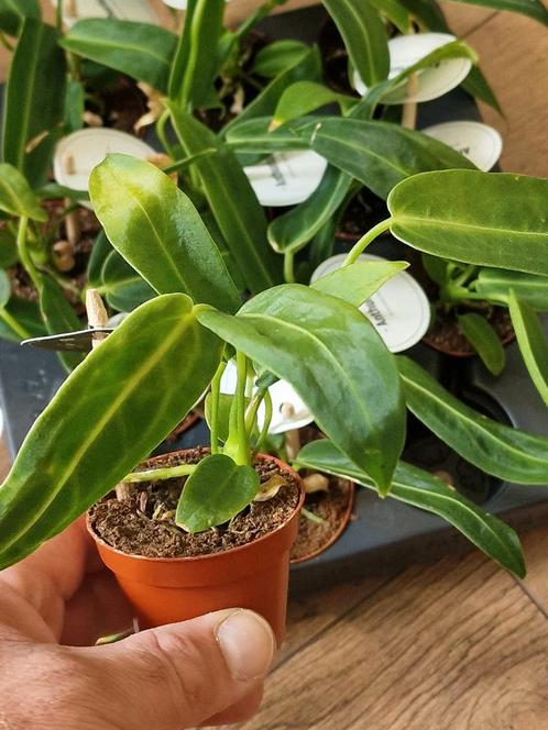 Anthurium warocqueanum Queen Anthurium, Huis en Inrichting, Kamerplanten, Ophalen of Verzenden