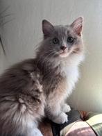 Solid lilac mitted Ragdoll poesje 💞 met fokrecht, Dieren en Toebehoren, Poes