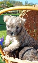 Prachtige pups! Cairn Terrier x Maltezer, Overige rassen, 8 tot 15 weken, Meerdere, Meerdere dieren