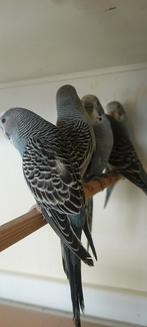 Grijze grasparkieten, Meerdere dieren, Parkiet