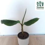 Bananenplant, Overige soorten, Minder dan 100 cm, Groene kamerplant, Halfschaduw