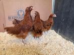 Jonge tamme Sussex rood kippen gesekst & ingeënt, Dieren en Toebehoren, Pluimvee, Vrouwelijk, Kip