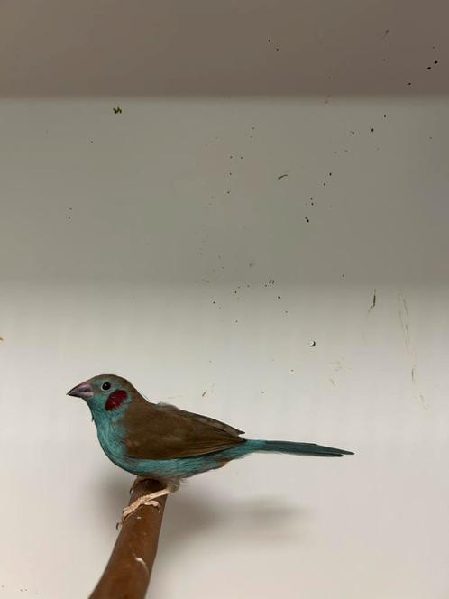 1-0 blauwfazant, Dieren en Toebehoren, Vogels | Overige Vogels, Tropenvogel, Mannelijk