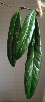 Bovenste stek van Hoya sulawesiana, Huis en Inrichting, Kamerplanten, Ophalen of Verzenden, Overige soorten, Minder dan 100 cm