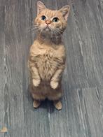 Mijn lieve kleine percy herplaatster, Kater