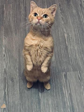 Mijn lieve kleine percy herplaatster beschikbaar voor biedingen