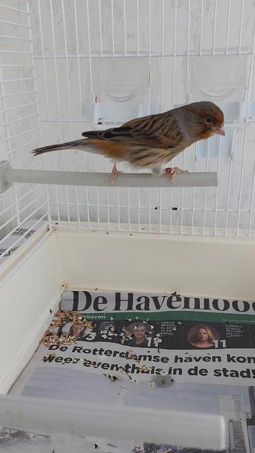 Te koop mooie kanarie man 2 jaar oud  fluit goed  beschikbaar voor biedingen