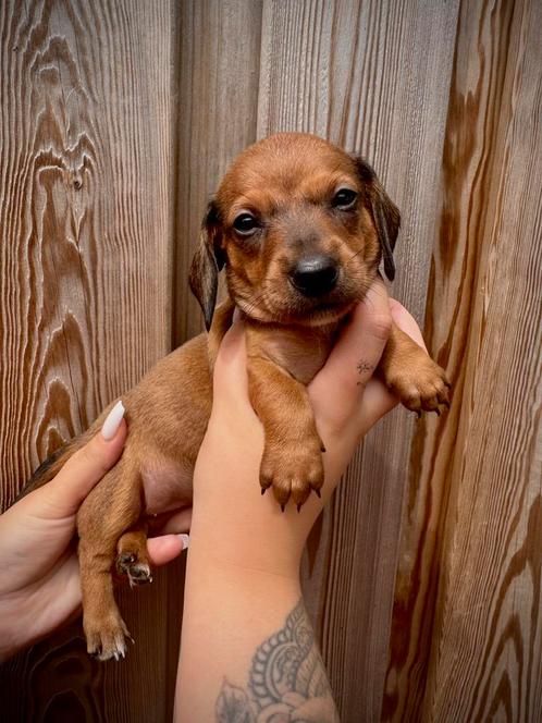 Dweg teckel teckel puppy, Dieren en Toebehoren, Honden | Teckels en Dashonden, Teef, Korthaar, Dwerg, Particulier, Eén hond, Nederland