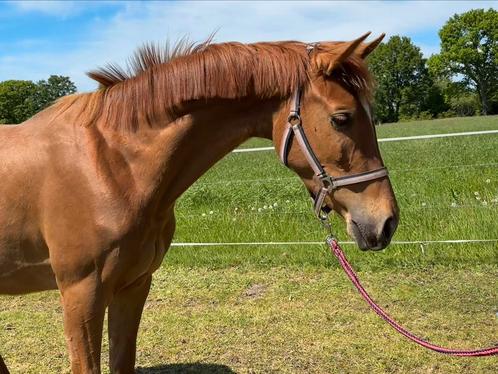 Fantastische 3 jarige Zangersheide sportpony, Dieren en Toebehoren, Pony's, Onbeleerd, E pony (1.48m - 1.57m), Springpony, 0 tot 2 jaar