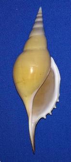 Schelpen, Rostellariella martinii, Ophalen of Verzenden, Schelp(en)