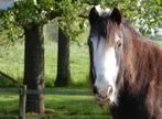 Verzorger gezocht, Diensten en Vakmensen, Dieren | Paarden | Verzorging, Oppas en Les
