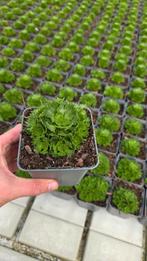 Saxifraga 9cm vaste plant - rijkbloeiend - sale - kwekerij, Tuin en Terras, Planten | Tuinplanten, Ophalen of Verzenden, Overige soorten