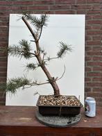 Pre Bonsai Yamadori Grove Den Pinus Sylvestris #3, Tuin en Terras, Planten | Bomen, Minder dan 100 cm, Overige soorten, Ophalen