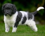 Friese stabij pups, Dieren en Toebehoren, Honden | Chihuahua's en Gezelschapshonden, Overige rassen, 8 tot 15 weken, CDV (hondenziekte)