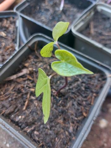 6x Ipomea (purpurea) biologisch bio turfvrij  beschikbaar voor biedingen