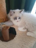 2 ragdoll katertjes, Dieren en Toebehoren, Katten en Kittens | Raskatten | Langhaar, Meerdere dieren, Ontwormd